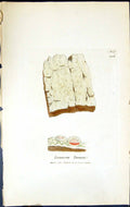Antique Old Print Lecanora Turneri British Plants Botany 1843 Sowerby Smith