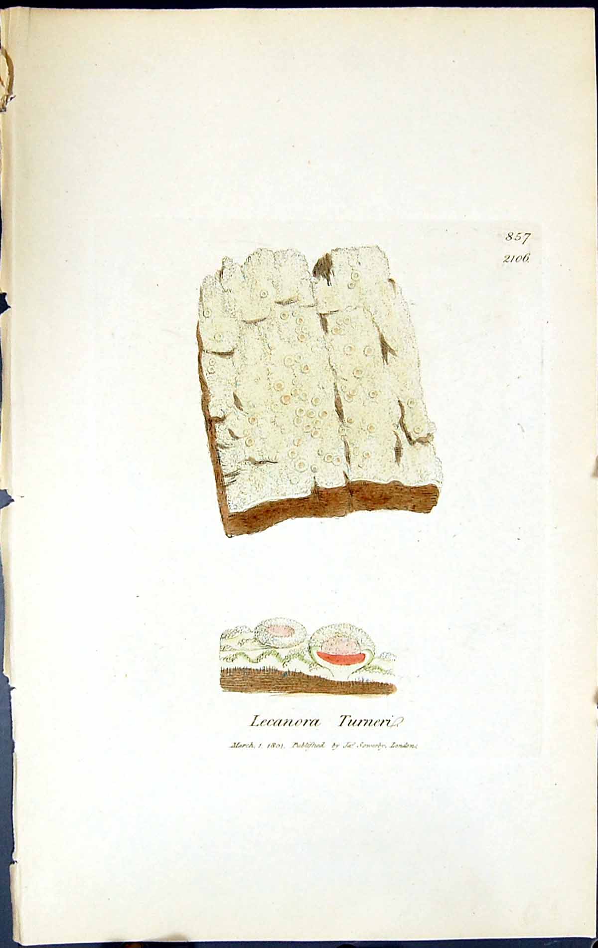 Antique Old Print Lecanora Turneri British Plants Botany 1843 Sowerby Smith