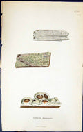 Antique Old Print Lecanora Farinaria British Plants Botany 1843 Sowerby Smith