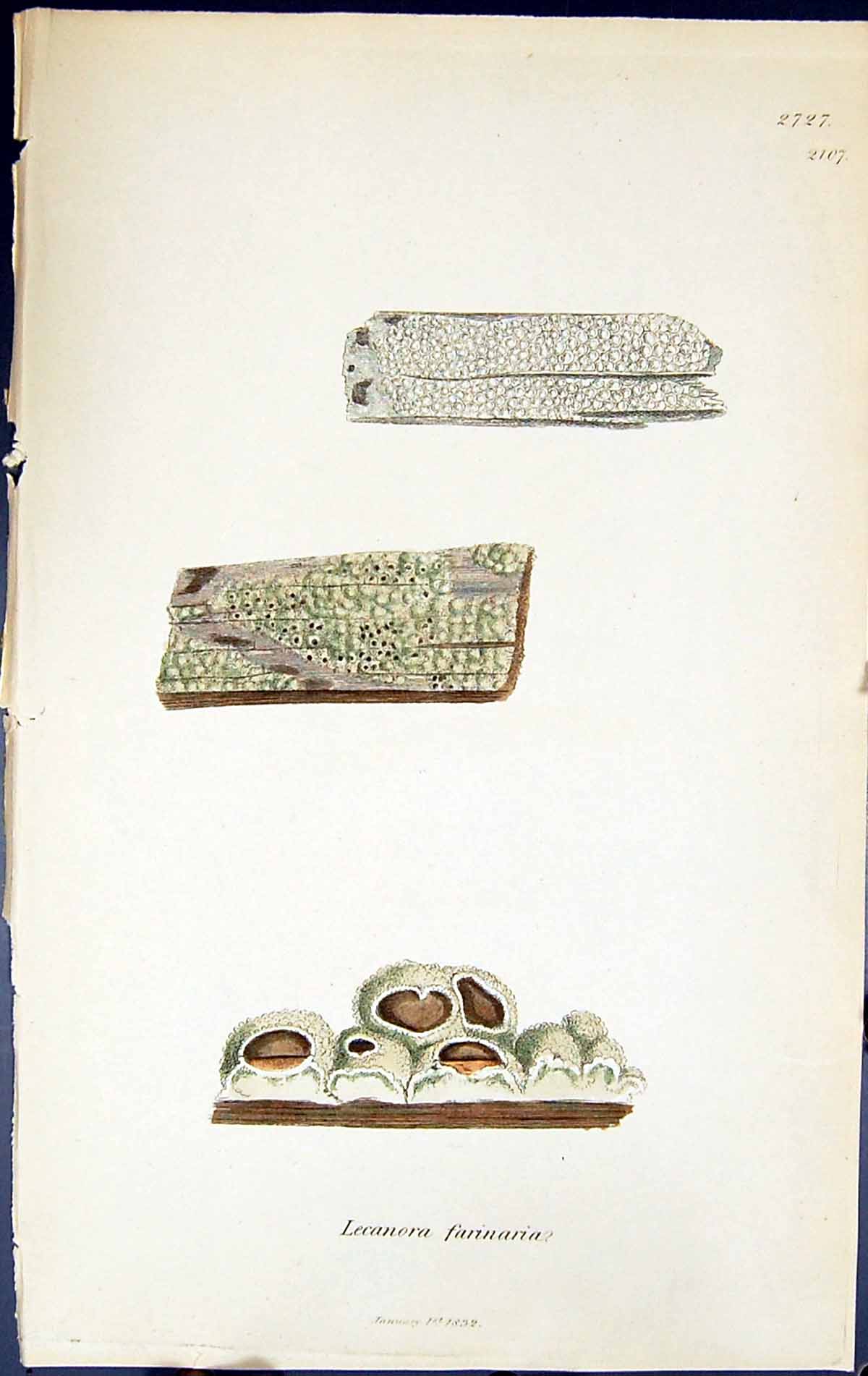Antique Old Print Lecanora Farinaria British Plants Botany 1843 Sowerby Smith