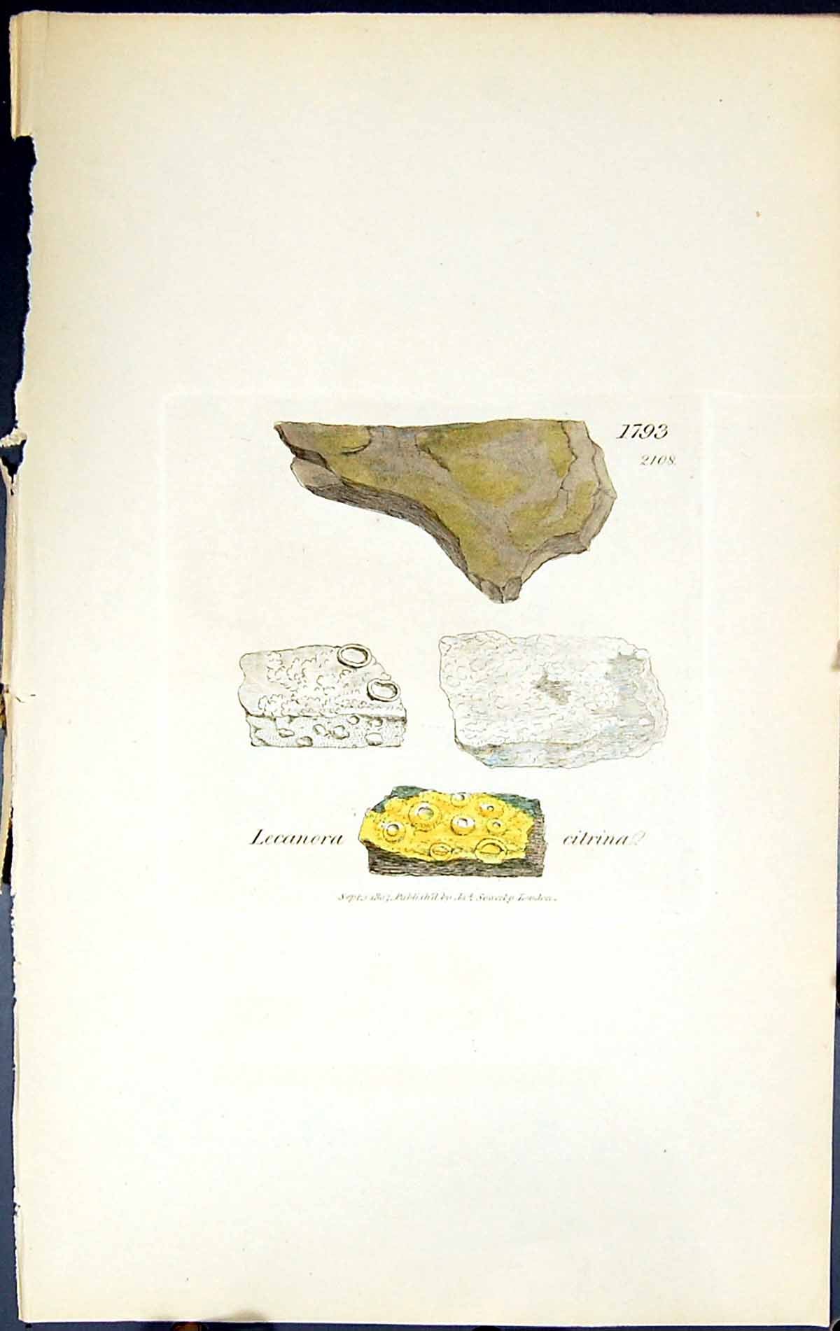 Antique Old Print Lecanora Citrina British Plants Botany 1843 Sowerby Smith