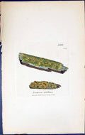 Antique Old Print Lecanora Vitellina British Plants Botany 1843 Sowerby Smith