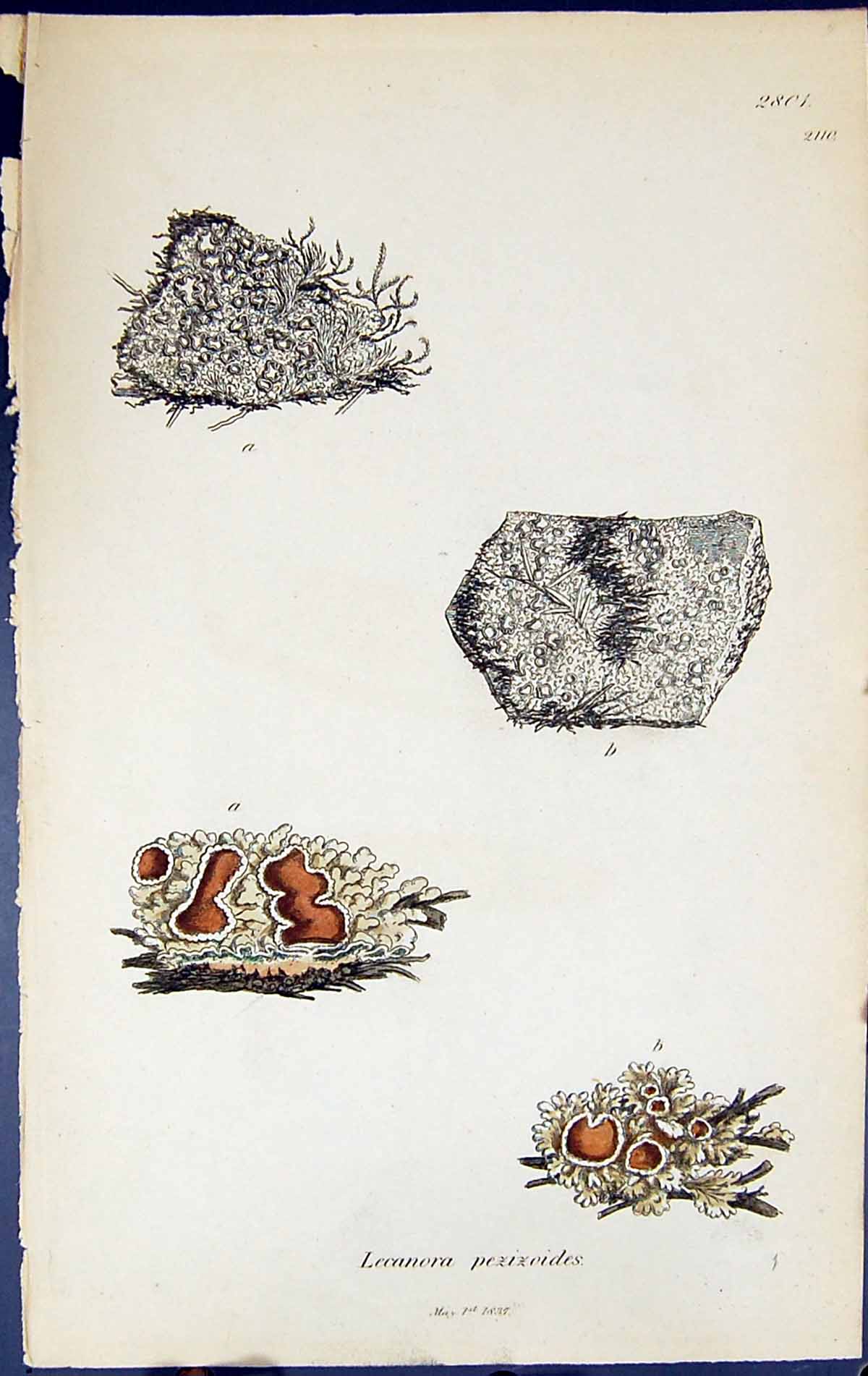 Antique Print Lecanora Pezizoides British Plants Botany 1843 Sowerby Smith 19th
