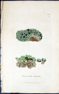 Antique Old Print Psora Coeruleo Nigricans 1847 British Plants Sowerby Smith