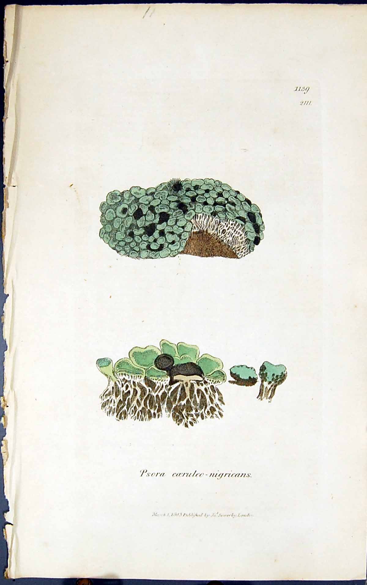 Antique Old Print Psora Coeruleo Nigricans 1847 British Plants Sowerby Smith