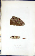 Antique Old Print Psora Atro Rufa 1847 British Plants Sowerby Smith Colour 19th