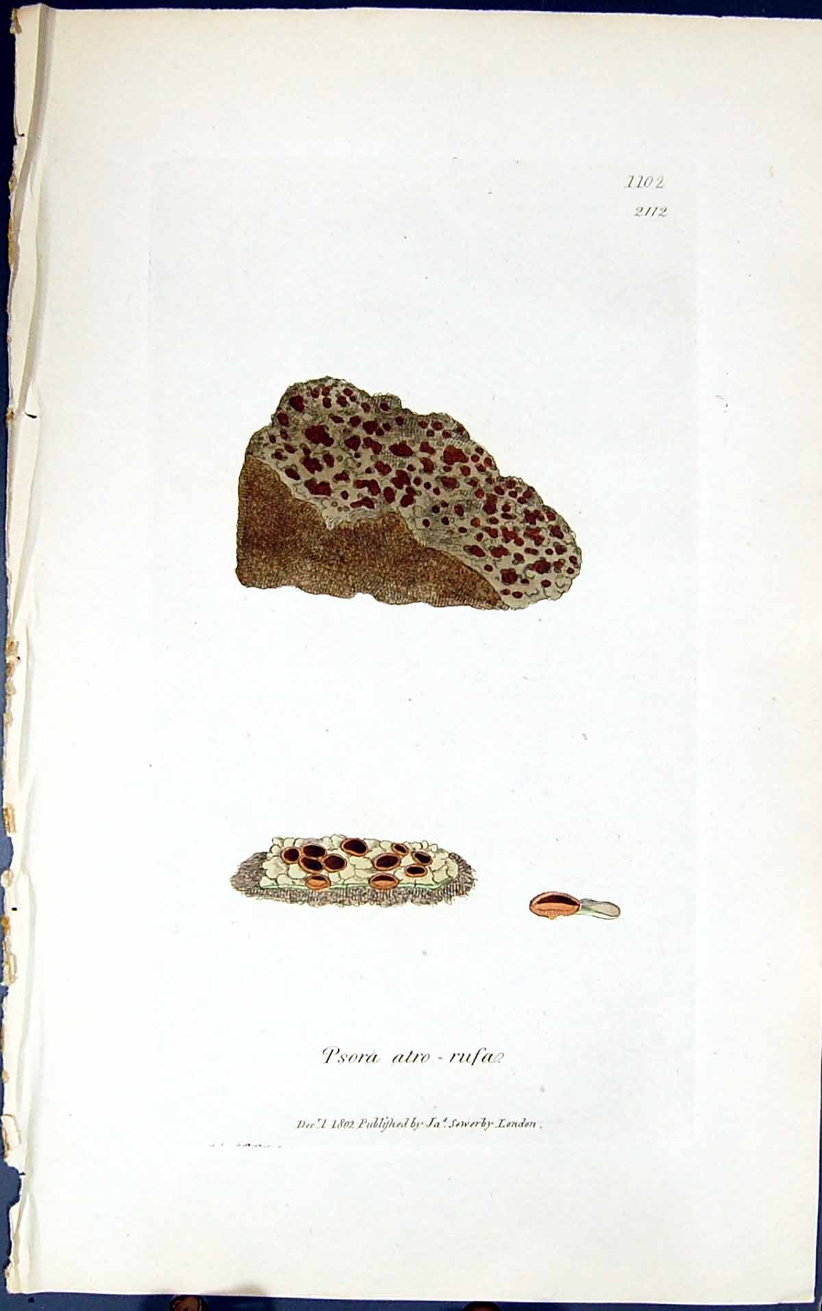Antique Old Print Psora Atro Rufa 1847 British Plants Sowerby Smith Colour 19th