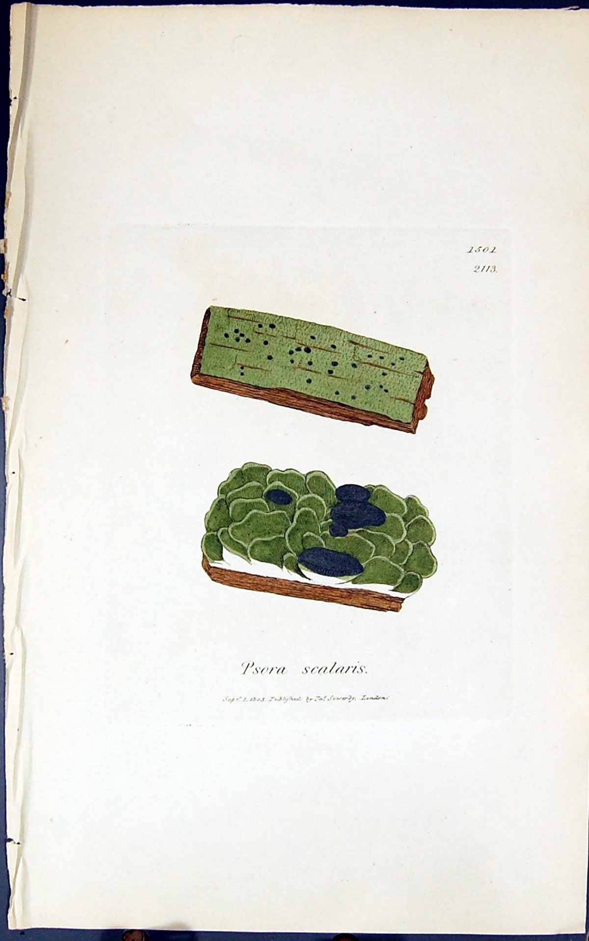 Old Antique Print Psora Scalaris 1847 British Plants Sowerby Smith Colour 19th