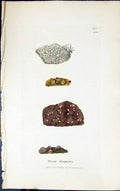 Antique Old Print Psora Decipiens 1847 British Plants Sowerby Smith Colour 19th