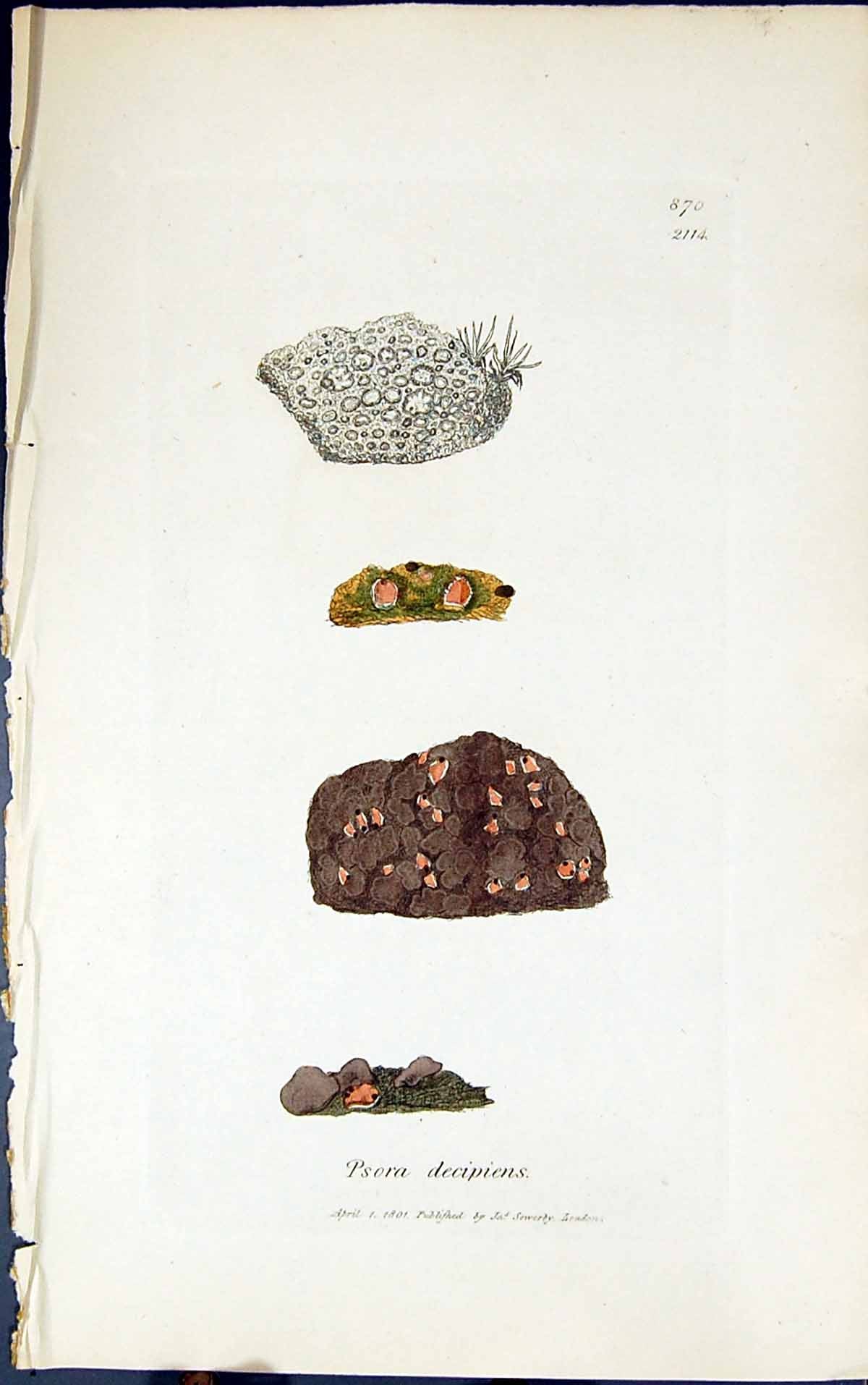 Antique Old Print Psora Decipiens 1847 British Plants Sowerby Smith Colour 19th