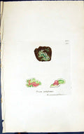 Antique Old Print Psora Rubiformis 1847 British Plants Sowerby Smith Colour