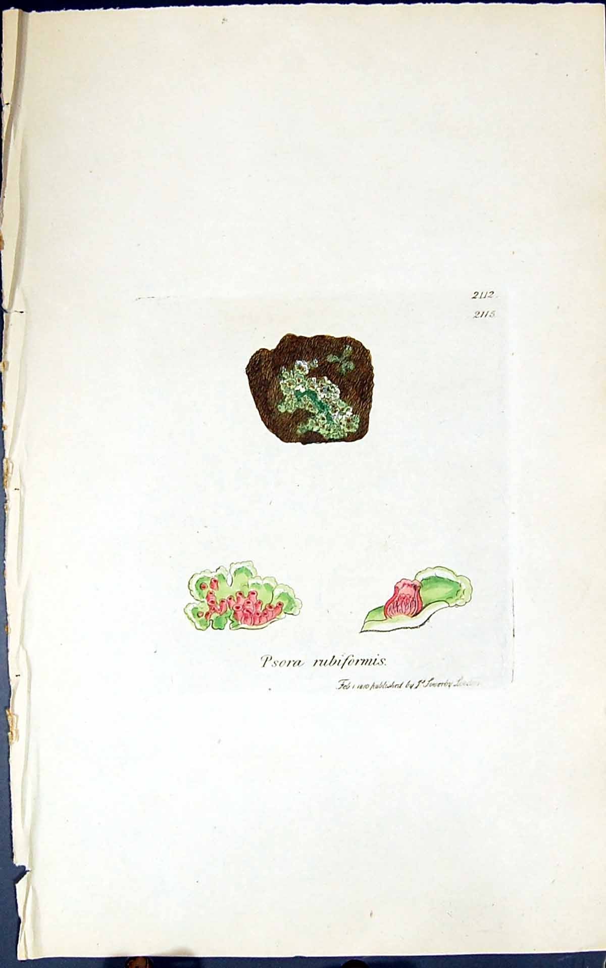 Antique Old Print Psora Rubiformis 1847 British Plants Sowerby Smith Colour