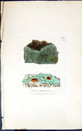 Antique Old Print Psora Glebulosa 1847 British Plants Sowerby Smith Colour 19th