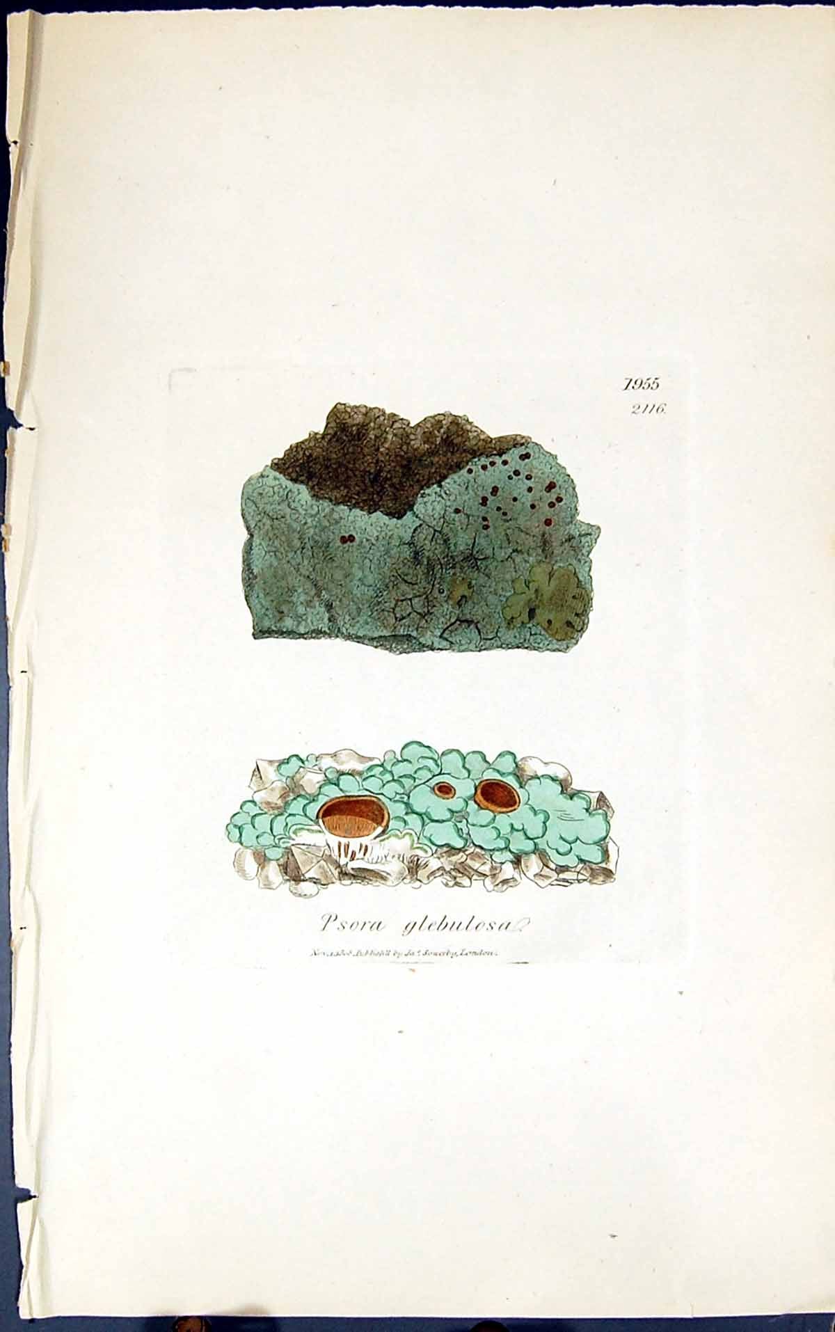 Antique Old Print Psora Glebulosa 1847 British Plants Sowerby Smith Colour 19th