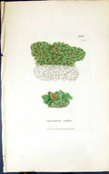 Antique Old Print Squamaria Crassa 1847 British Plants Sowerby Smith Colour