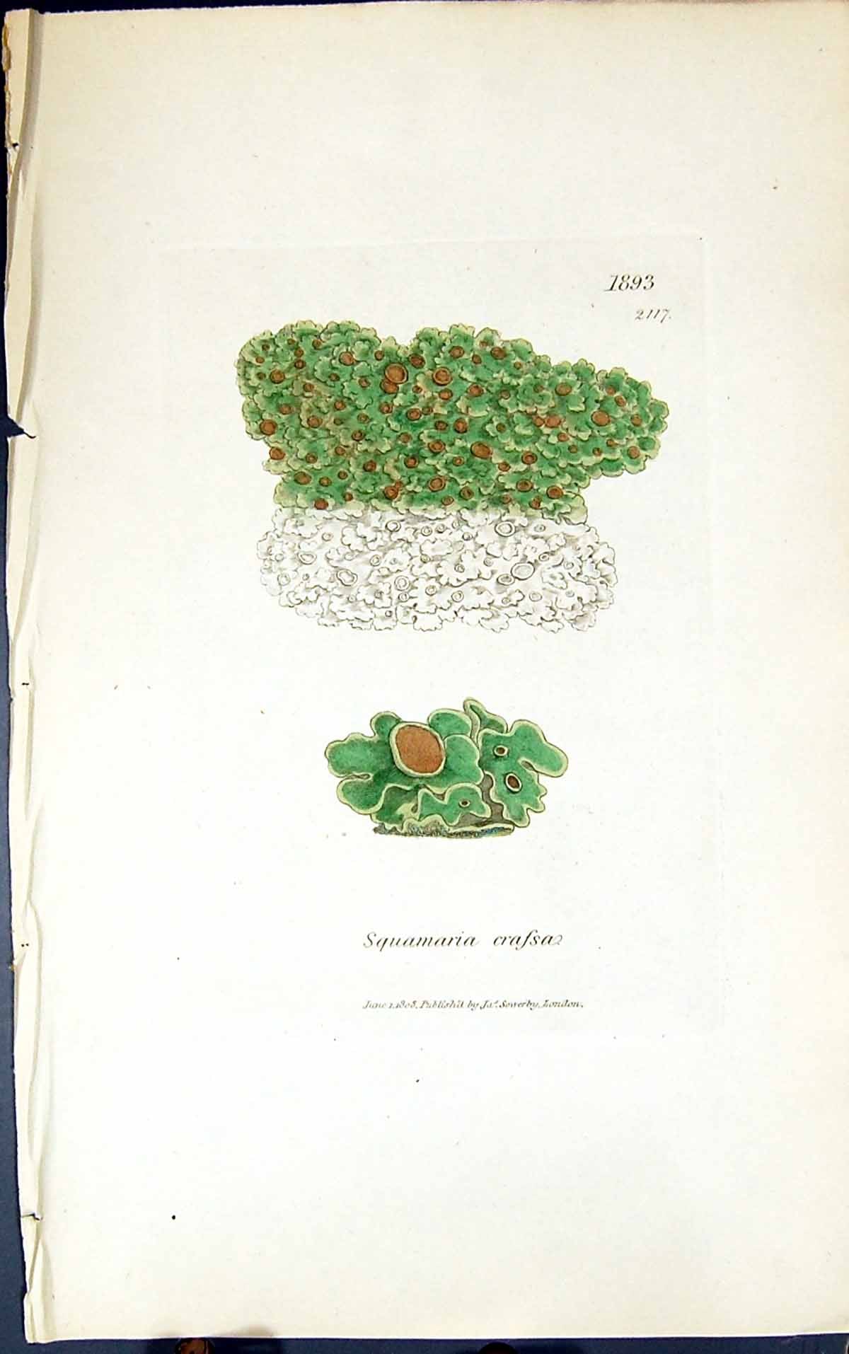 Antique Old Print Squamaria Crassa 1847 British Plants Sowerby Smith Colour