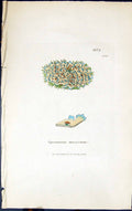 Antique Old Print Squamaria Muscorum 1847 British Plants Sowerby Smith Colour