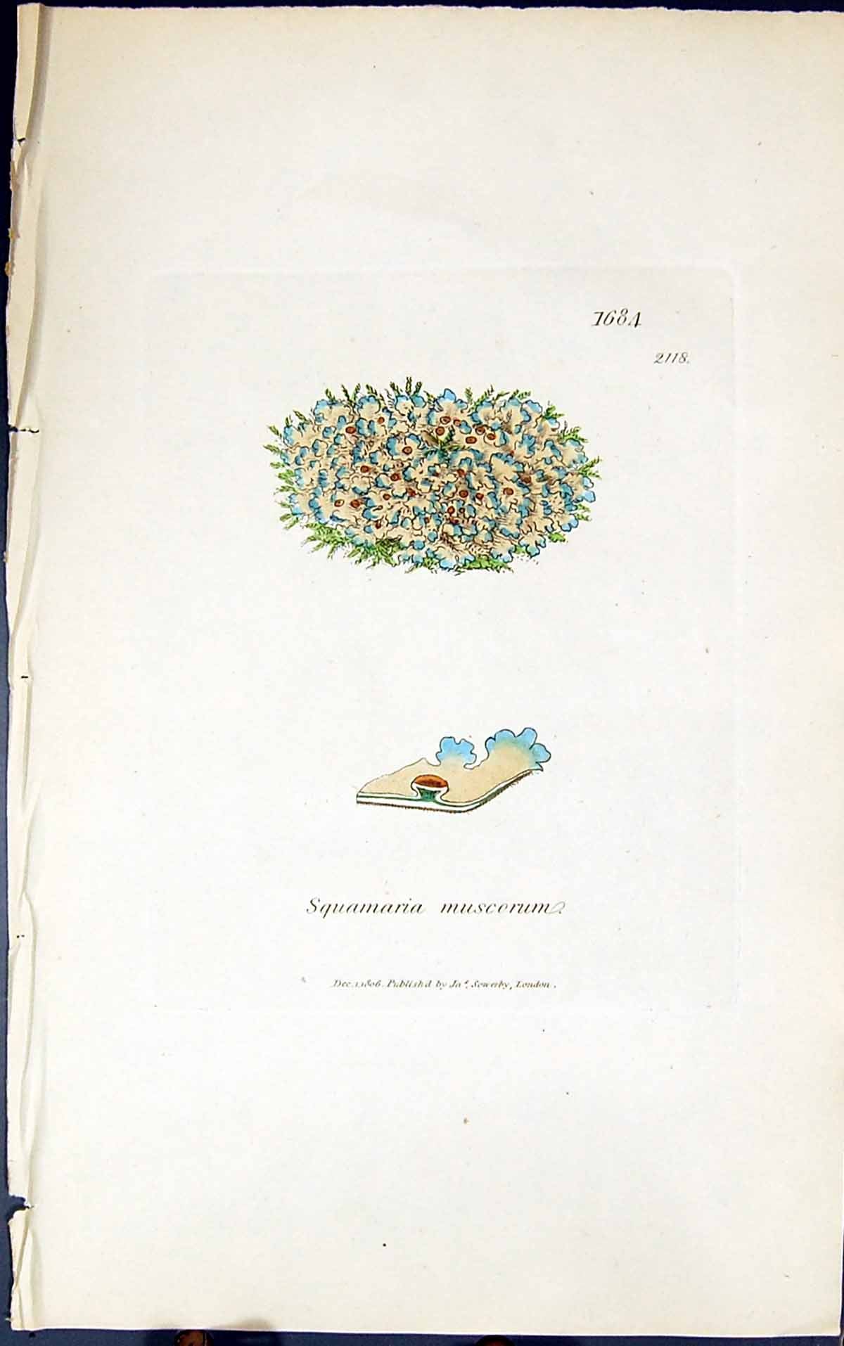 Antique Old Print Squamaria Muscorum 1847 British Plants Sowerby Smith Colour