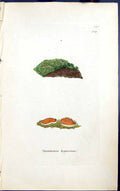 Antique Old Print Squamaria Hypnorum 1847 British Plants Sowerby Smith Colour