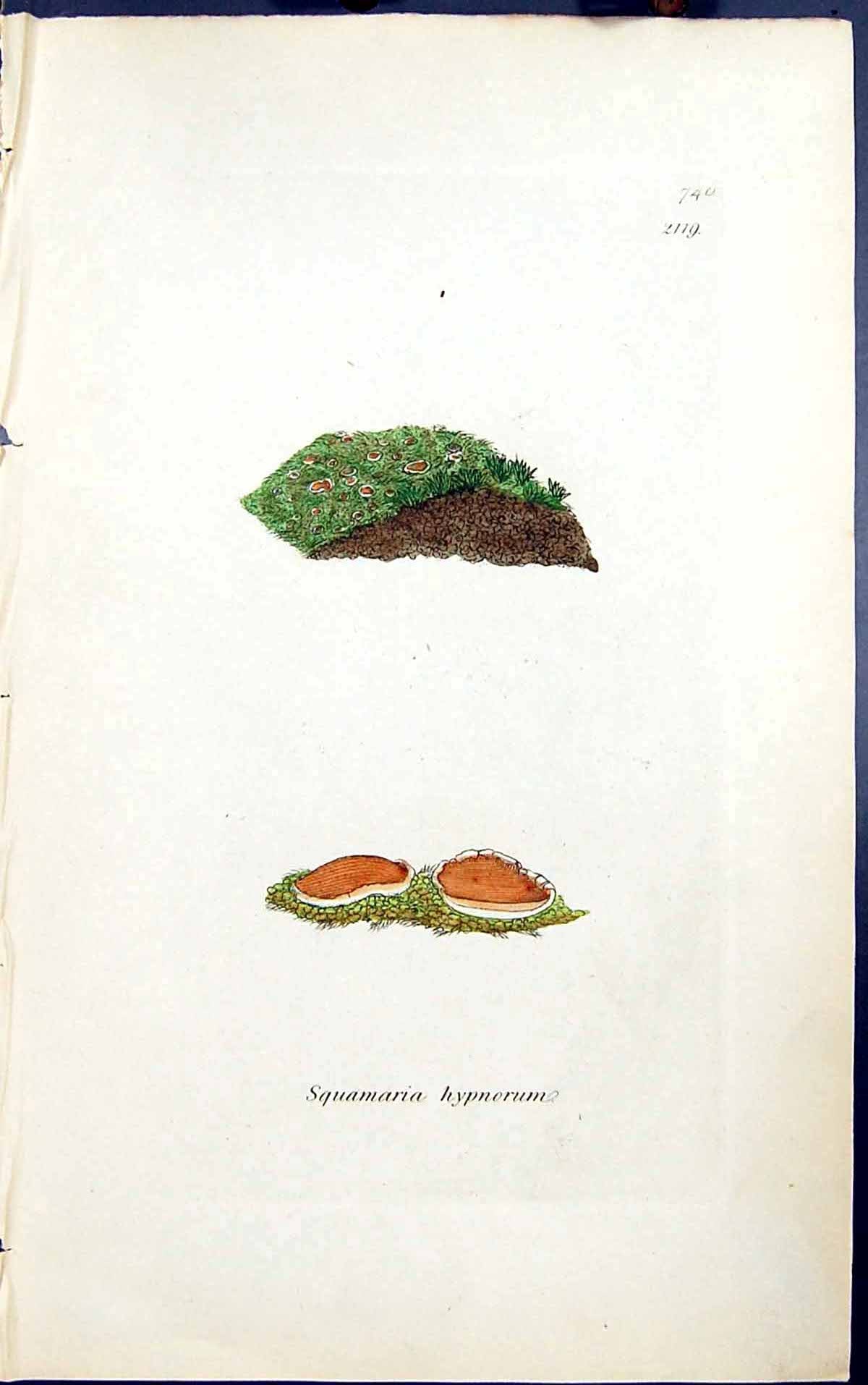 Antique Old Print Squamaria Hypnorum 1847 British Plants Sowerby Smith Colour
