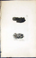 Antique Print Squamaria Leucolepis 1847 British Plants Sowerby Smith Colour