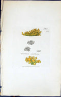 Antique Print Squamaria Candelaria 1847 British Plants Sowerby Smith Colour