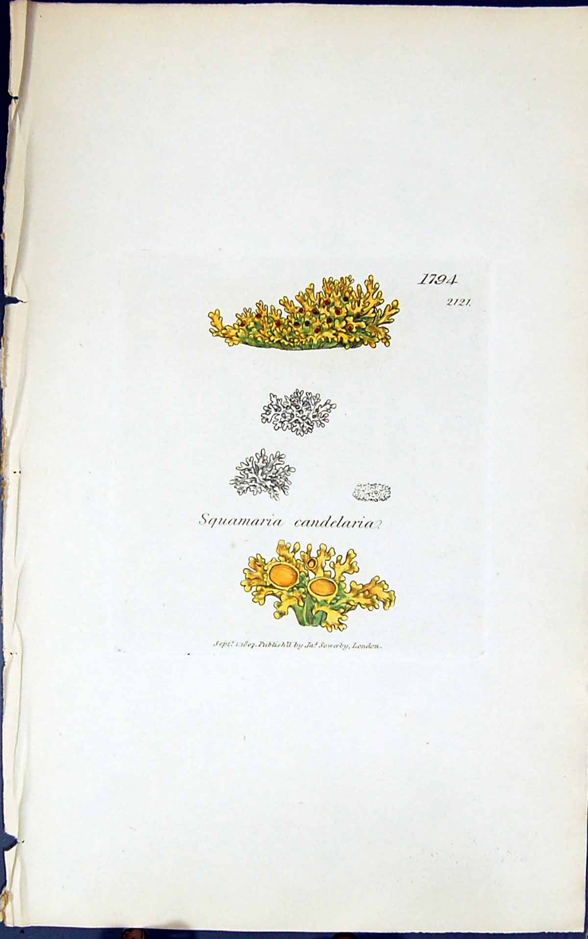 Antique Print Squamaria Candelaria 1847 British Plants Sowerby Smith Colour