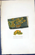 Antique Print Squamaria Polycarpa 1847 British Plants Sowerby Smith Colour 19th