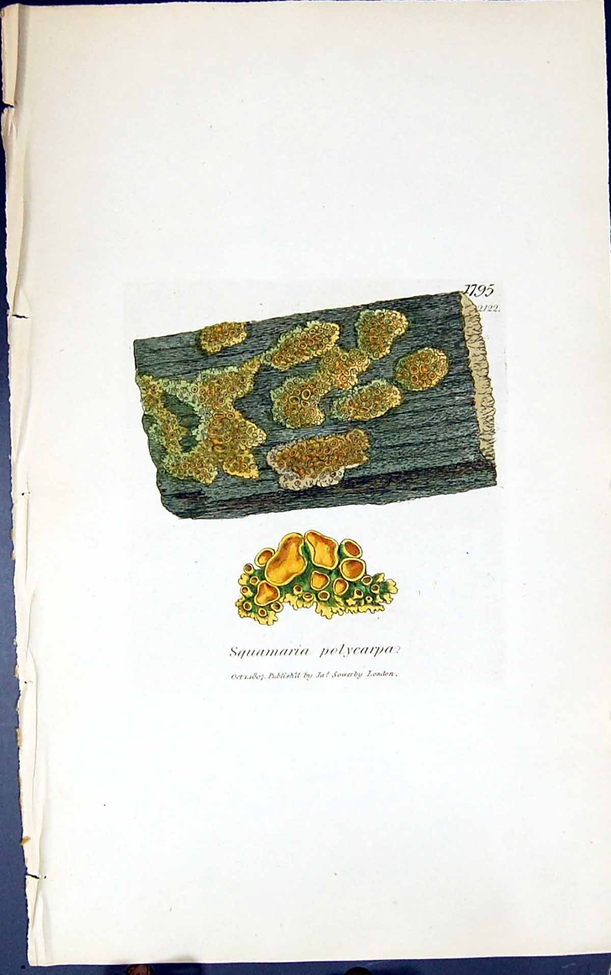 Antique Print Squamaria Polycarpa 1847 British Plants Sowerby Smith Colour 19th