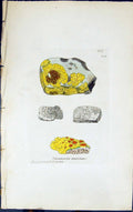 Antique Old Print Squamaria Murorum 1847 British Plants Sowerby Smith Colour