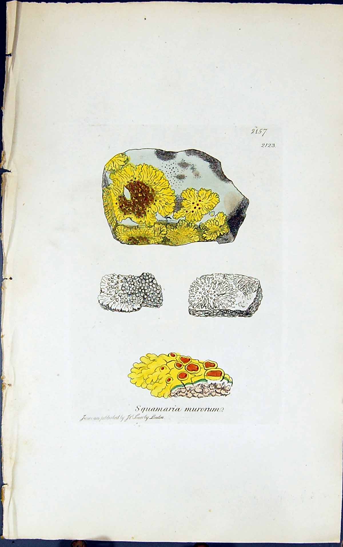 Antique Old Print Squamaria Murorum 1847 British Plants Sowerby Smith Colour