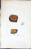 Antique Old Print Squamaria Elegans 1847 British Plants Sowerby Smith Colour