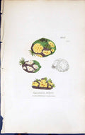 Antique Old Print Squamaria Fulgens 1847 British Plants Sowerby Smith Colour