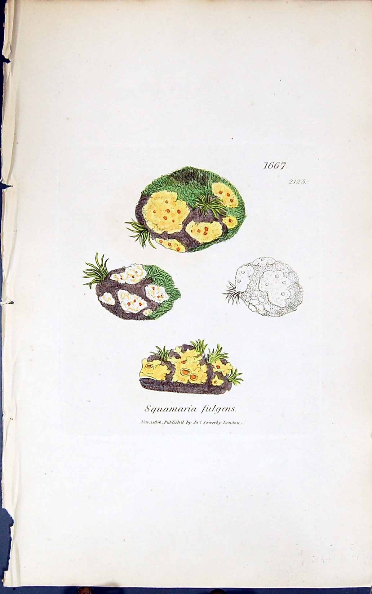 Antique Old Print Squamaria Fulgens 1847 British Plants Sowerby Smith Colour