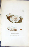 Antique Print Squamaria Lentigera 1847 British Plants Sowerby Smith Colour 19th
