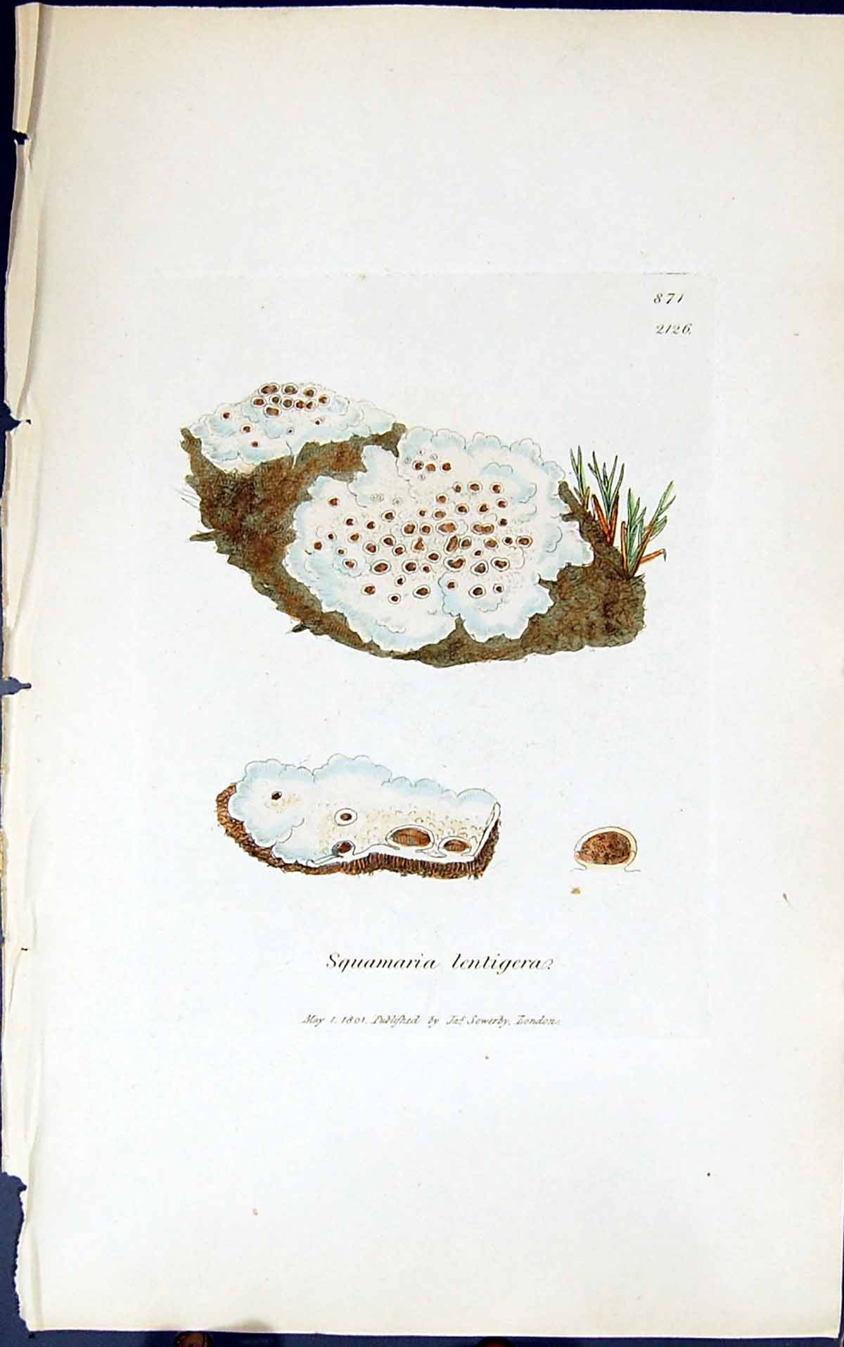 Antique Print Squamaria Lentigera 1847 British Plants Sowerby Smith Colour 19th
