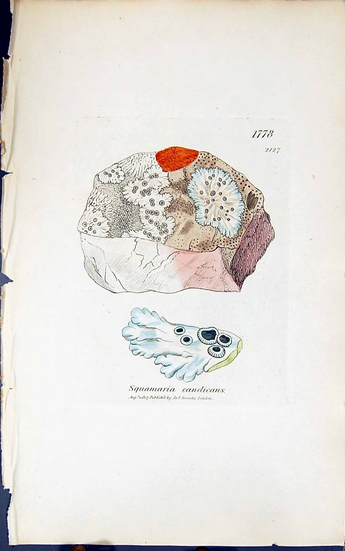 Antique Print Squamaria Candicans 1847 British Plants Sowerby Smith Colour 19th
