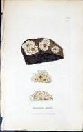 Antique Old Print Squamaria Gelida 1847 British Plants Sowerby Smith Colour