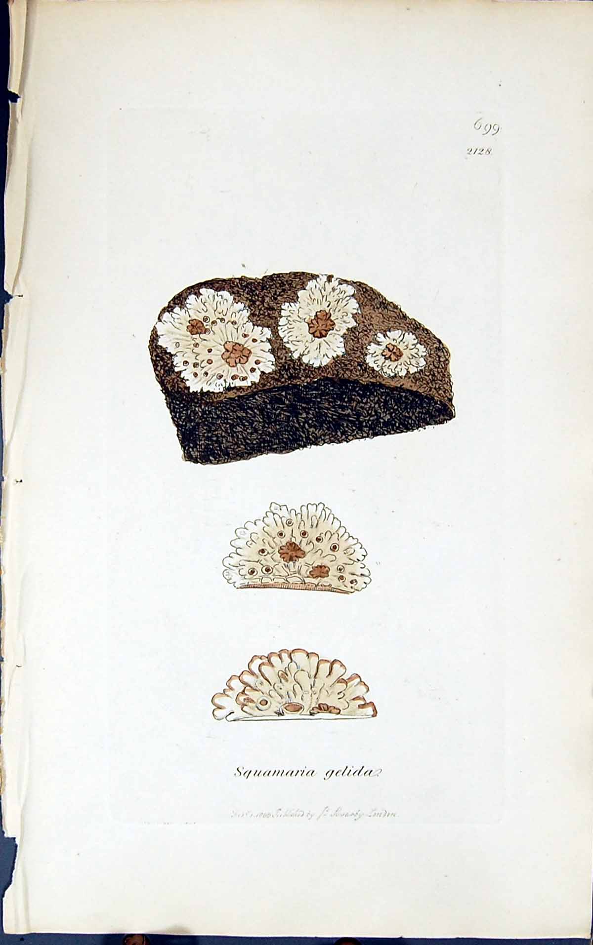 Antique Old Print Squamaria Gelida 1847 British Plants Sowerby Smith Colour