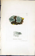 Antique Old Print Squamaria Clementi 1847 British Plants Sowerby Smith Colour