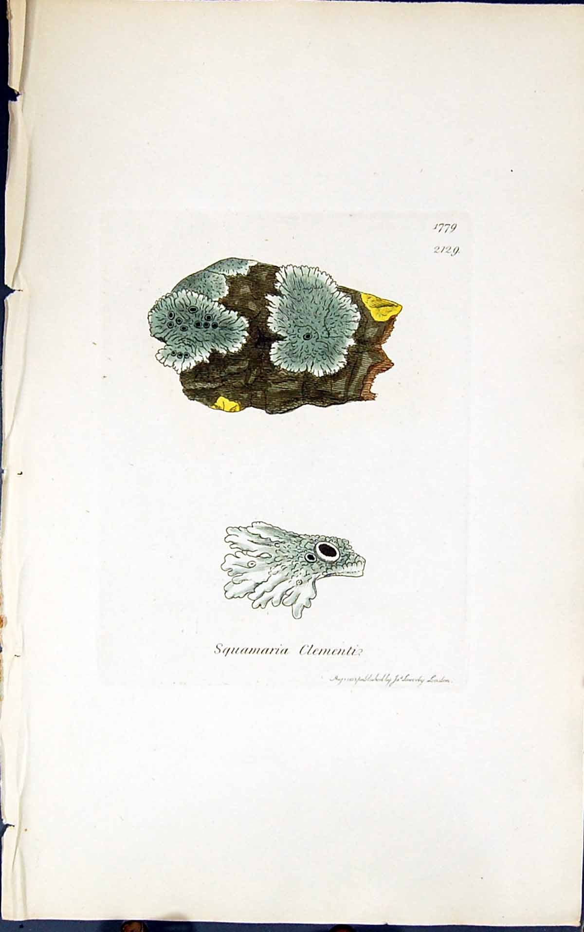 Antique Old Print Squamaria Clementi 1847 British Plants Sowerby Smith Colour