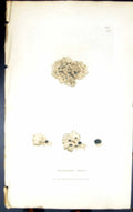 Antique Old Print Squamaria Coesia1847 British Plants Sowerby Smith Colour 19th