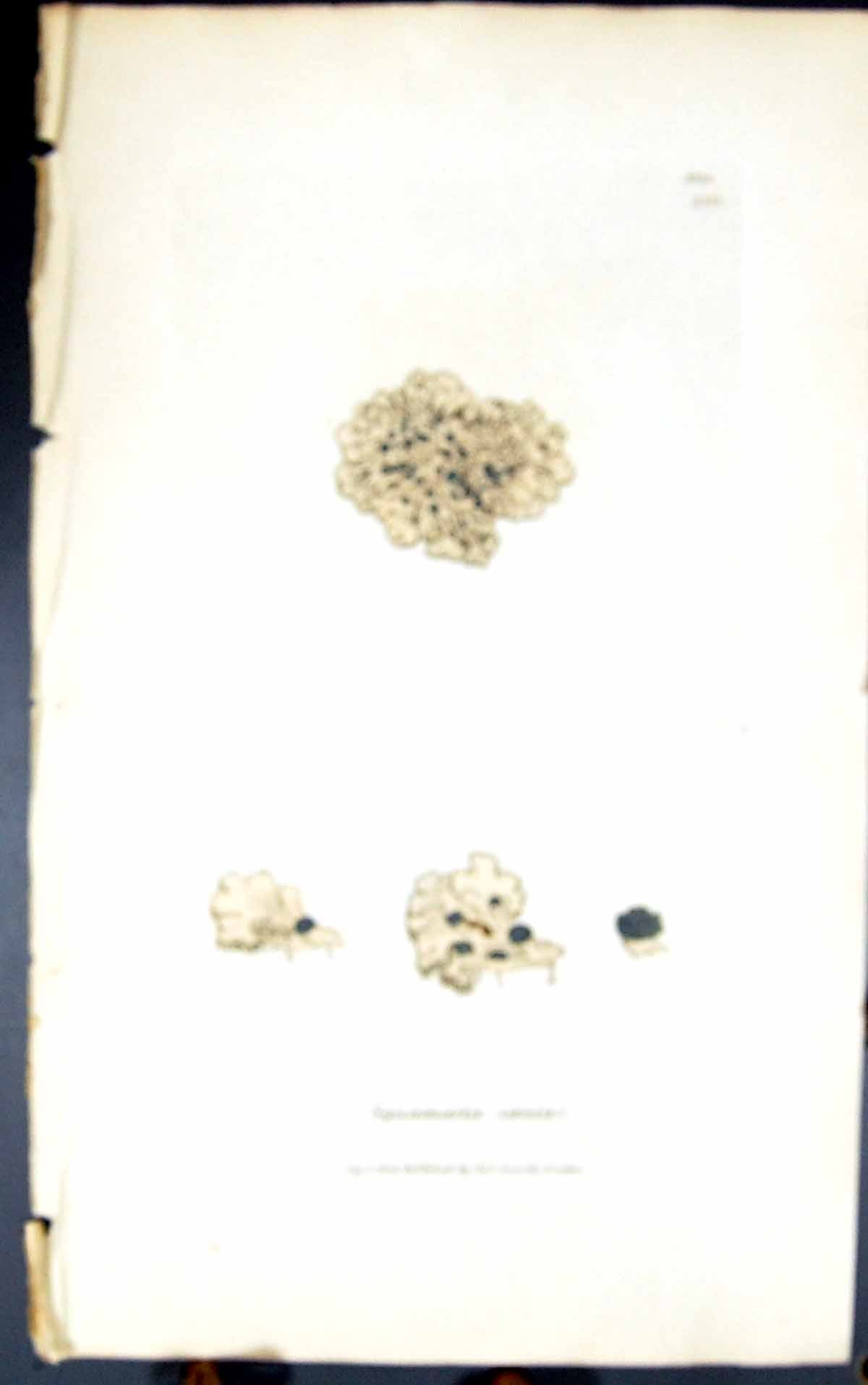 Antique Old Print Squamaria Coesia1847 British Plants Sowerby Smith Colour 19th