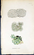 Antique Old Print Squamaria Erosa 1847 British Plants Sowerby Smith Colour 19th
