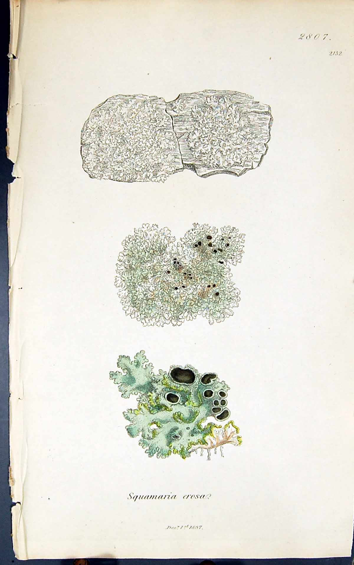 Antique Old Print Squamaria Erosa 1847 British Plants Sowerby Smith Colour 19th