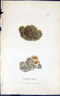 Antique Old Print Squamaria Affinis 1847 British Plants Sowerby Smith Colour