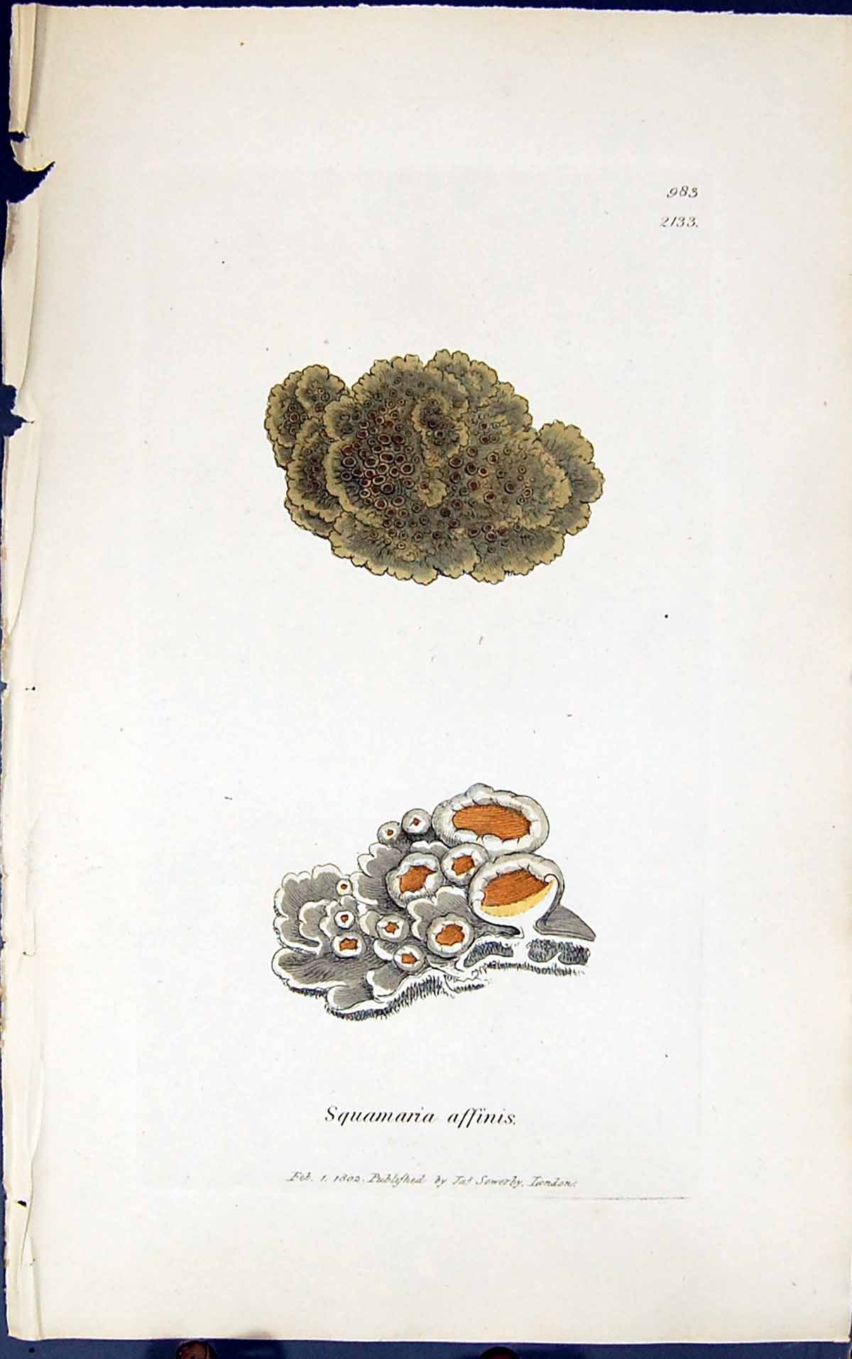 Antique Old Print Squamaria Affinis 1847 British Plants Sowerby Smith Colour