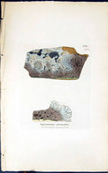 Antique Old Print Squamaria Eloeina 1847 British Plants Sowerby Smith Colour