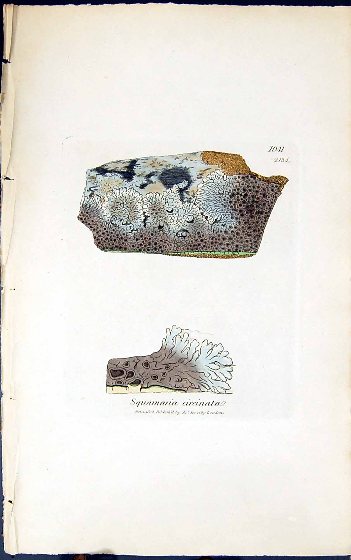 Antique Old Print Squamaria Eloeina 1847 British Plants Sowerby Smith Colour