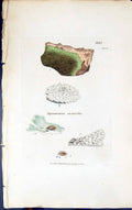 Antique Old Print Squamaria Saxicola 1847 British Plants Sowerby Smith Colour